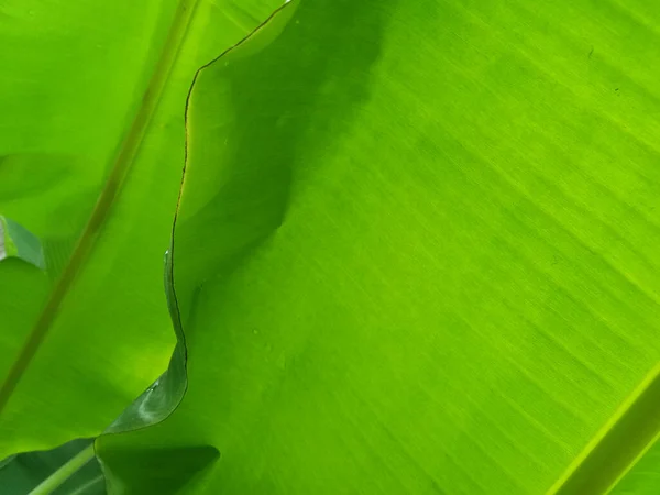 Fondo Textura Hoja Plátano Estilo Verde Naturaleza Para Diseño Gráfico — Foto de Stock