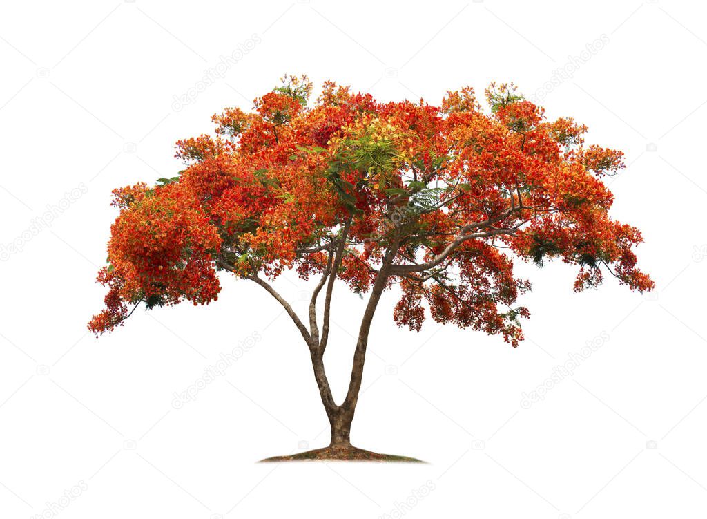Tree isolated on white background. Flame tree or Royal Poinciana tree with clipping paths for garden design. Tropical species found in Asia. The plants are blooming with beautiful red flowers.