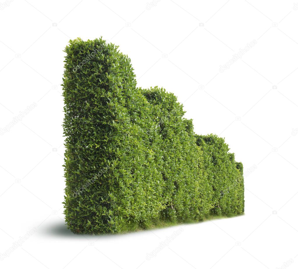 Tree fence wall isolated on white background. Bush or shrub in perspective 3D with clipping paths for graphic design. Tropical plant popularly used to decorate the garden outside the building. 