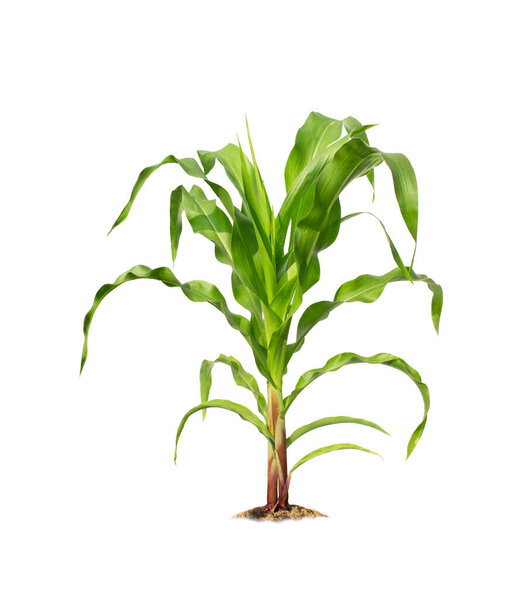 Corn plant isolated on a white background with clipping paths for garden design. A popular grain crop that is used for cooking or processing as animal food. Agriculture industry is growing today.