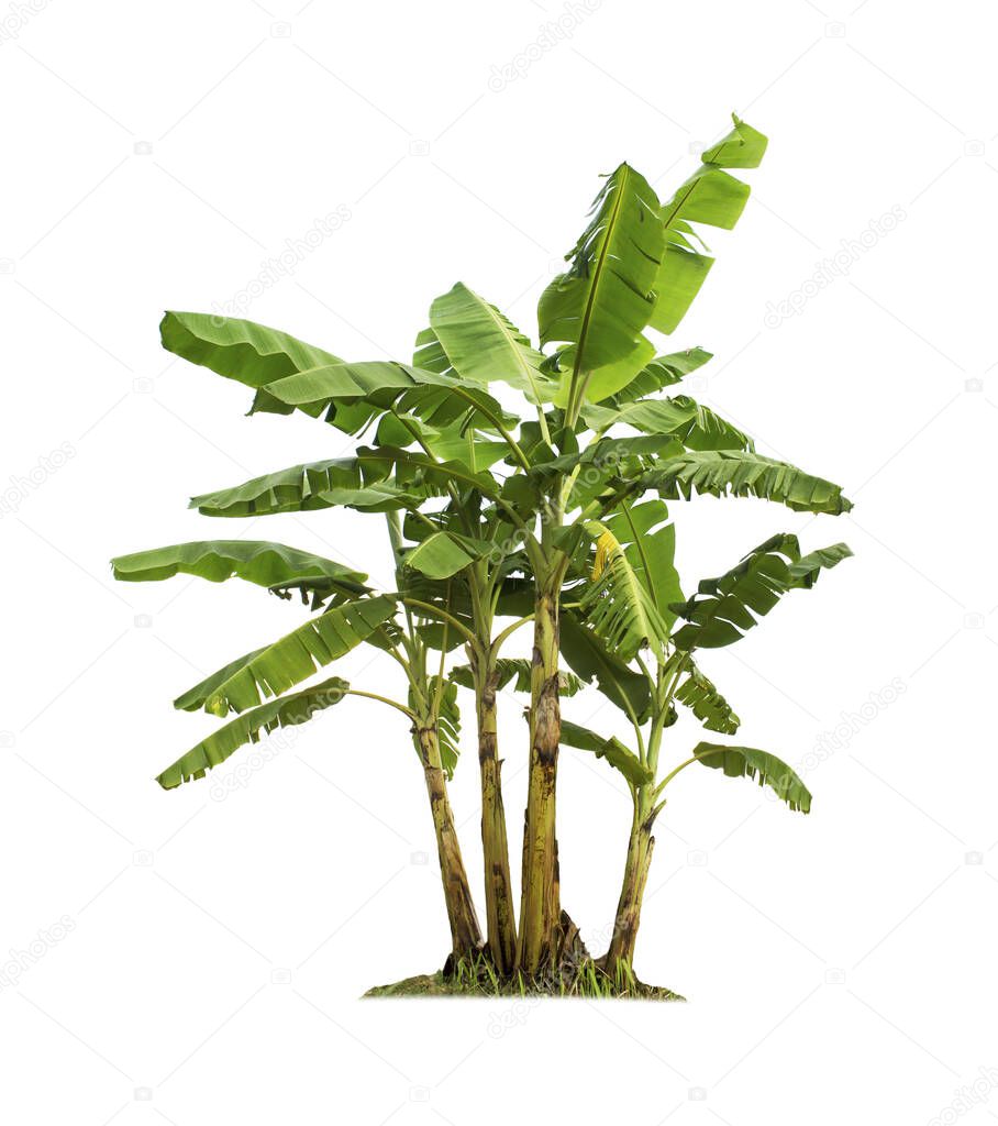 Banana tree isolated on white background with clipping paths for garden design. Tropical economic crops that are easy to grow, yield fast.