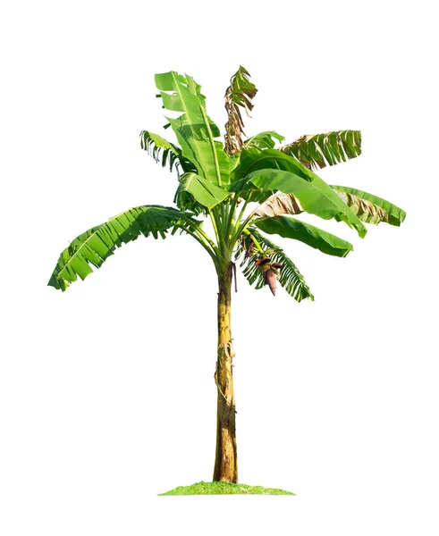 Bananenbaum Isoliert Auf Weißem Hintergrund Mit Schneidewegen Für Gartengestaltung Tropische — Stockfoto