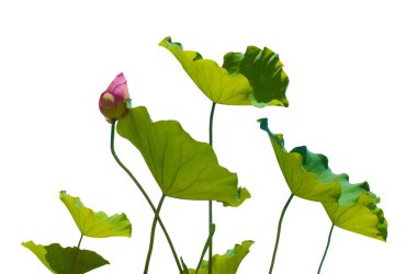 Nilüfer yaprağı beyaz arkaplanda grafik tasarımı ya da duvar kağıdı için izole edilmiş. Taze yeşil yaprak, tropik ormanların bir sembolü..