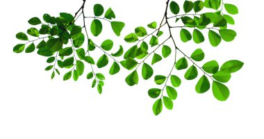 Grafik tasarımı veya duvar kağıdı için beyaz arkaplanda yeşil yapraklar ve dallar izole edilmiş. Baskı için tropikal ilkbaharda doğal şablonlar. Fotoğraf posteri ya da tebrik kartı. 