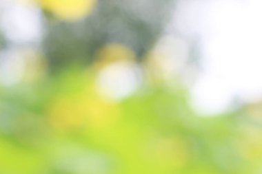 Yeşil doğa bokeh, soyut arka plan grafik tasarım veya duvar kağıtları için. Poster veya tebrik kartı yazdırma için doğal şablon.