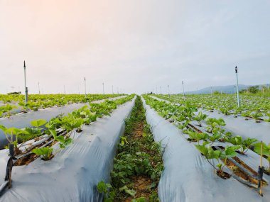 Çilek bitkileri sıcak sabah güneşiyle uzun bir tarlada yetişiyor..