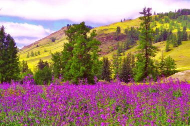 Kentsel Yaz Bahçesi
