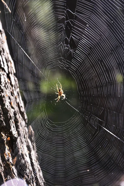 Les subtilités du prédateur forestier . — Photo