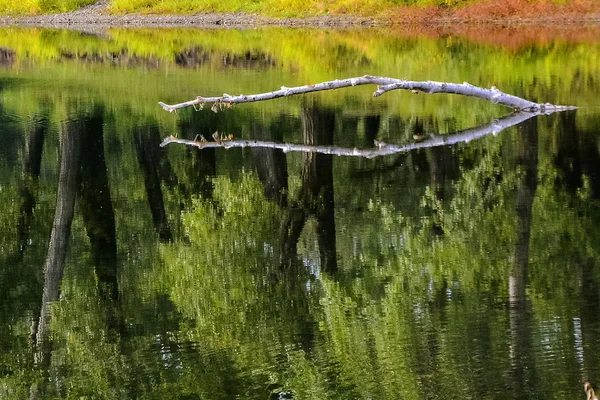 Un reflejo de la belleza anterior — Foto de Stock