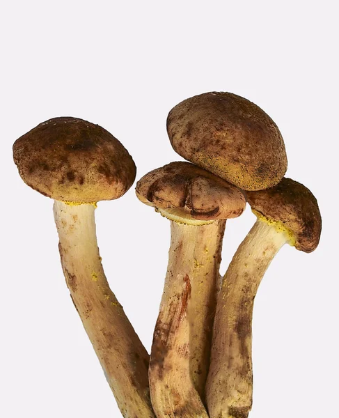 En lille familie af svampe . - Stock-foto