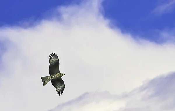 o kartal gurur uçuş