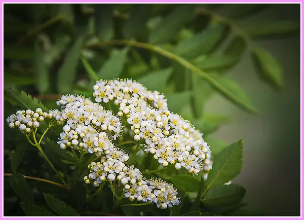 Yarrow reveló sus sombreros . —  Fotos de Stock