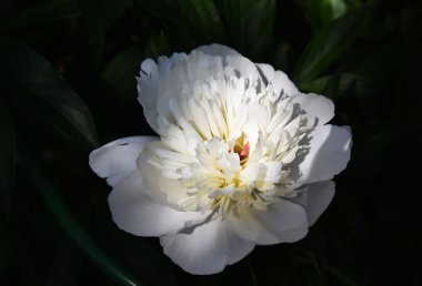 Beyaz şakayık çiçeği.