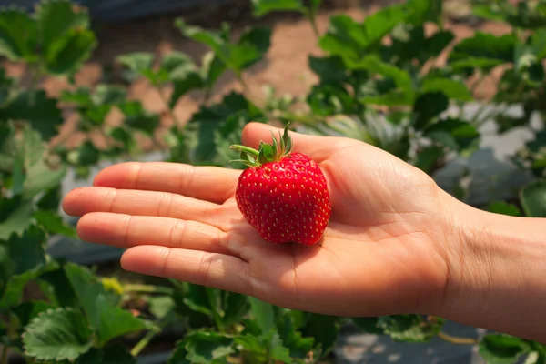 Nahaufnahme von frischen Bio-Erdbeeren, die an der Rebe wachsen — Stockfoto