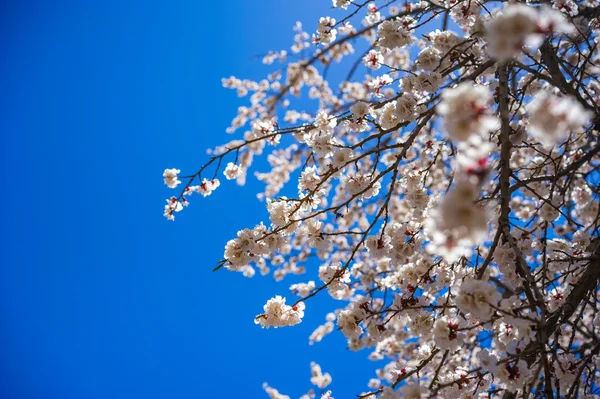 Βερίκοκο blossom στο Πακιστάν — Φωτογραφία Αρχείου