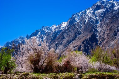 güzel manzara ve Hunza Vadisi kayısı çiçeği, Kuzey Pakistan alan ile