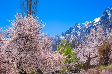beautiful Landscape of Hunza Valley with Apricot blossom, Northern Area of Pakistan clipart