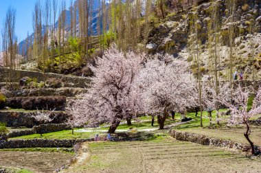 güzel manzara ve Hunza Vadisi Sonbahar sezonu. Kuzey bölgesinde Pakistan