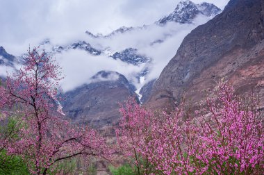 güzel manzara ve Hunza Vadisi kayısı çiçeği, Kuzey Pakistan alan ile