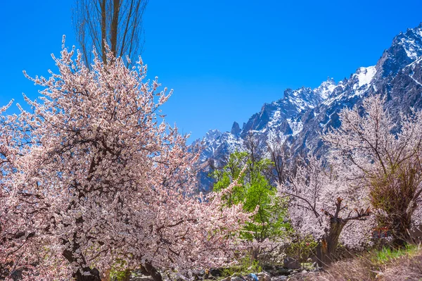 Piękny krajobraz Hunza dolinie z kwitnąć morela, obszar północnej Pakistan — Zdjęcie stockowe