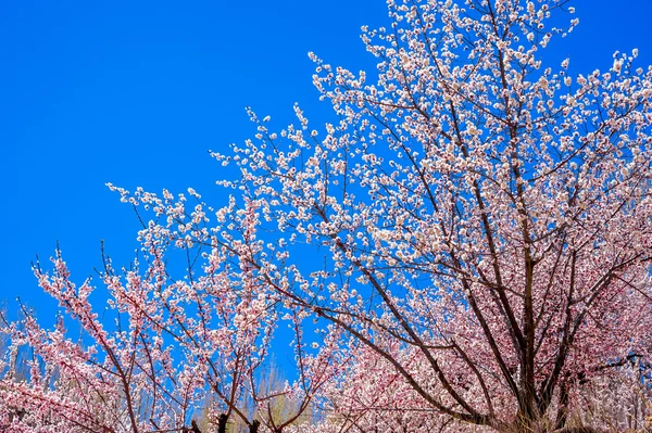 Όμορφο από βερίκοκο blossom — Φωτογραφία Αρχείου