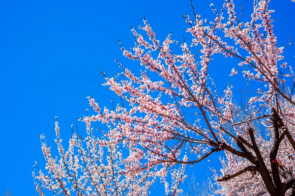 Όμορφο από βερίκοκο blossom — Φωτογραφία Αρχείου