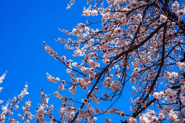 Όμορφο από βερίκοκο blossom — Φωτογραφία Αρχείου