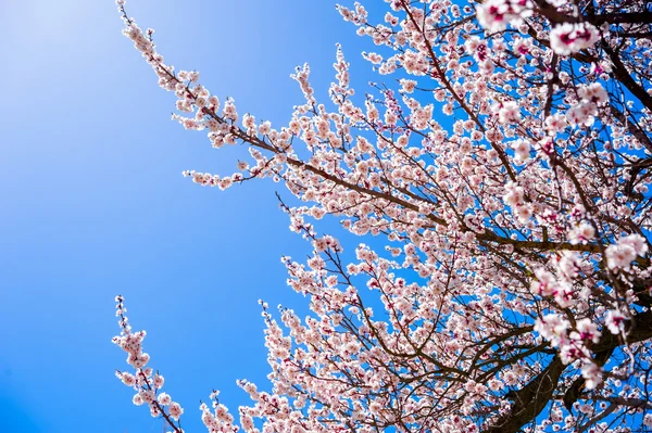Όμορφο από βερίκοκο blossom — Φωτογραφία Αρχείου