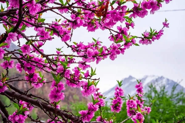 Beautiful of Apricot blossom — Stock Photo, Image