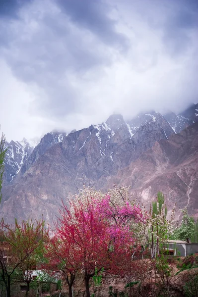 Beau paysage de la vallée de Hunza avec fleur d'abricot, région nord du Pakistan — Photo