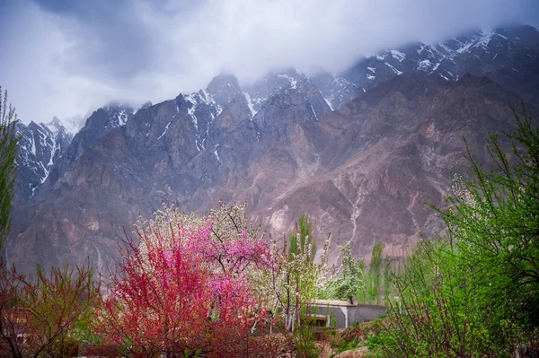 Beautiful Landscape of Hunza Valley with Apricot blossom, Northern Area of Pakistan — Stock Photo, Image