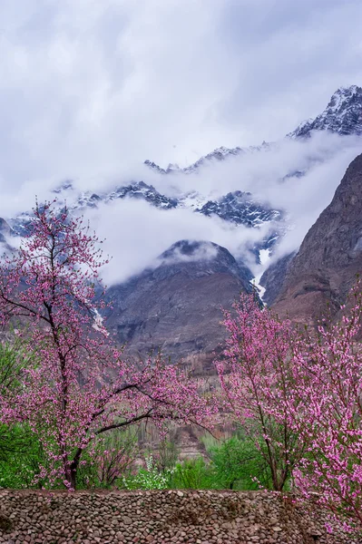 Hermoso paisaje del valle de Hunza con flor de albaricoque, zona norte de Pakistán —  Fotos de Stock