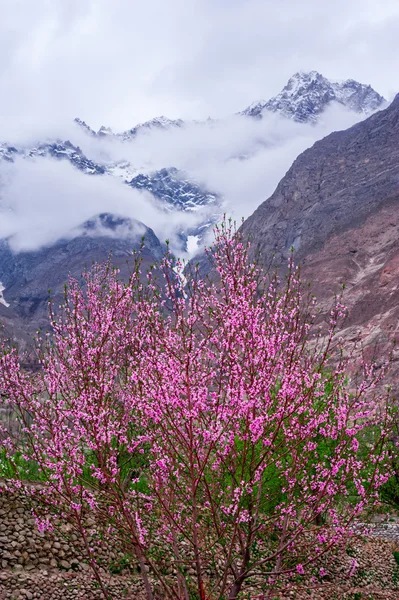 Hermoso paisaje del valle de Hunza con flor de albaricoque, zona norte de Pakistán —  Fotos de Stock