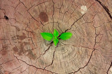 Yeni geliştirme ve yenileme liderlik başarısı ortaya çıkan bir iş kavramı olarak