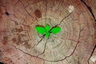 Yeni geliştirme ve yenileme liderlik başarısı ortaya çıkan bir iş kavramı olarak