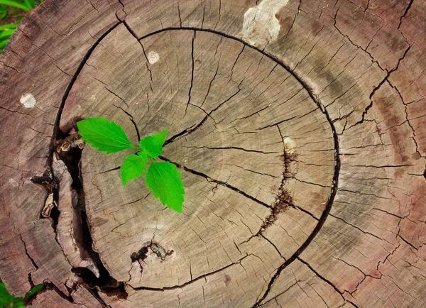 Yeni geliştirme ve yenileme liderlik başarısı ortaya çıkan bir iş kavramı olarak