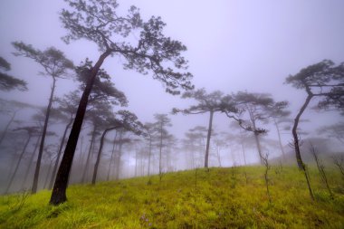çam ağacı orman Phu Soi Dao Milli Parkı, sis içinde