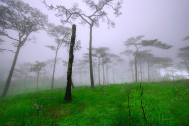 çam ağacı orman Phu Soi Dao Milli Parkı, sis içinde