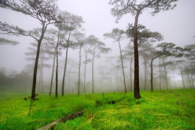 çam ağacı orman Phu Soi Dao Milli Parkı, sis içinde