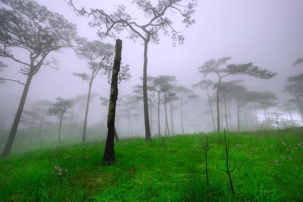 Pine tree forest in the mist at Phu Soi Dao national park — Stock Photo, Image