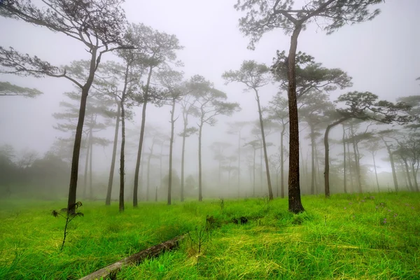 Pine tree forest in the mist at Phu Soi Dao national park — Stock Photo, Image