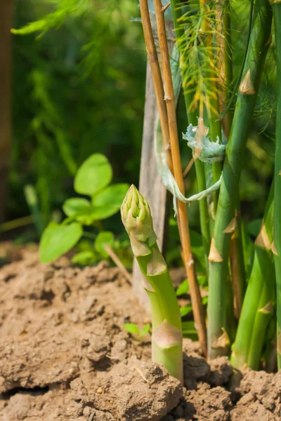 Brote de espárragos verdes frescos creciendo en el jardín — Foto de Stock