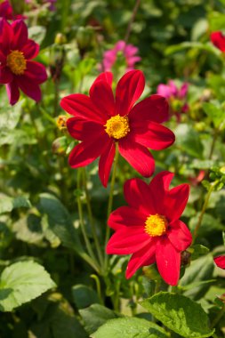 Kırmızı çiçek arka plan