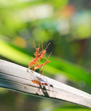 Yeşil doğa ya da bahçede kırmızı karınca ekip çalışması