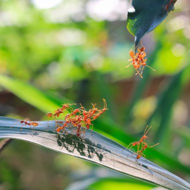 Yeşil doğa ya da bahçede kırmızı karınca ekip çalışması