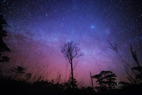 Vía Láctea y árbol muerto — Foto de Stock