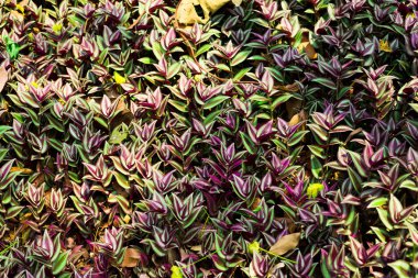 Tradescantia zebrina arka planının yeşil yaprakları