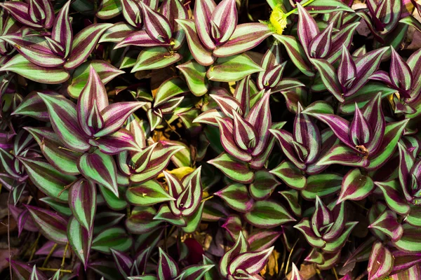 Tradescantia zebrinaの緑の葉の背景 — ストック写真