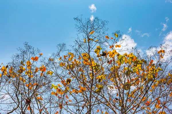 Autumn tree with blue sky — Stock Photo, Image