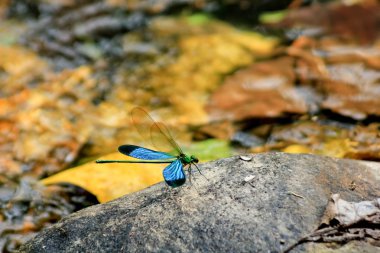 Güzel Demokiselle Damselfly (Calopteryx başak)